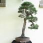 Preview: Gemeine Kiefer - Pinus sylvestris14/1750,-€